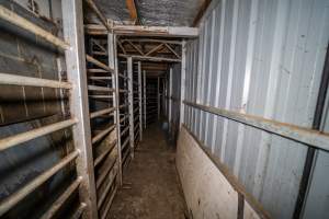 Race between holding pens - Cows and large pigs are herded up a narrow, barred race and into a knockbox. A heavy metal door can be slid across to open or close the knockbox, which is a barred, narrow box where animals are held to be stunned. Workers stand alongside the race and knockbox, first to herd animals into the knockbox using a painful electric prodder, then to use a rifle to shoot them in the head to render them unconscious. They are then tipped into the kill room where their throats are slit. Hidden cameras showed that many animals had to be shot multiple times. They can be heard crying out in pain and seen tossing their heads, jumping up and trying to turn around and run away. - Captured at Gretna Meatworks, Rosegarland TAS Australia.