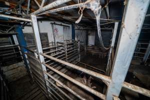 Holding pens - Sheep and pigs in the holding pens, the night before they are killed - Captured at Gretna Meatworks, Rosegarland TAS Australia.