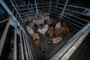 Sheep in holding pen - Investigators spent time with sheep in the holding pens, the night before they killed. - Captured at Gretna Meatworks, Rosegarland TAS Australia.