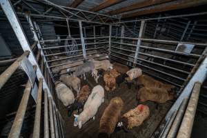 Sheep in holding pen - Investigators spent time with sheep in the holding pens, the night before they killed. - Captured at Gretna Meatworks, Rosegarland TAS Australia.