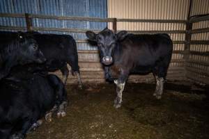 Cows in outdoor holding pen - Investigators spent time with cows in the holding pens, the night before they killed. - Captured at Gretna Meatworks, Rosegarland TAS Australia.