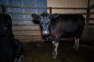 Cows in outdoor holding pen - Investigators spent time with cows in the holding pens, the night before they killed. - Captured at Gretna Meatworks, Rosegarland TAS Australia.