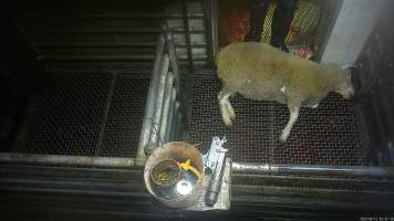 A sheep on the floor of the stun pen - Hidden cameras captured sheep, goats and pigs being shot with a handheld stunning device. The stunner was often ineffective, meaning that animals would remain conscious until they were stunned again, or even as they were dragged into the kill room to have their throat slit. - Captured at Gretna Meatworks, Rosegarland TAS Australia.