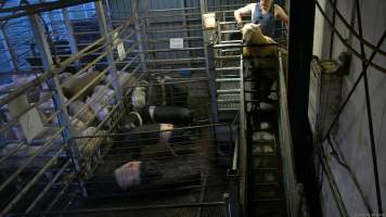 A sheep attempts to escape from the stun pen - Hidden cameras captured sheep, goats and pigs being shot with a handheld stunning device. Sheep, goats and pigs would be herded into the pens together, then isolated and picked off one by one, in front of each other. Sheep would often try and jump out of the stun pen and were roughly handled by workers to hold them still and shoot them with the handheld bolt gun. - Captured at Gretna Meatworks, Rosegarland TAS Australia.