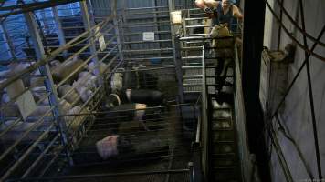 A sheep is stunned as they attempt to escape - Hidden cameras captured sheep, goats and pigs being shot with a handheld stunning device. Sheep, goats and pigs would be herded into the pens together, then isolated and picked off one by one, in front of each other. Sheep would often try and jump out of the stun pen and were roughly handled by workers to hold them still and shoot them with the handheld bolt gun. - Captured at Gretna Meatworks, Rosegarland TAS Australia.