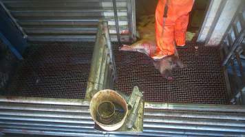 A worker stands on a pig who has been bolt-gunned. - Hidden cameras captured sheep, goats and pigs being shot with a handheld stunning device. The stunner was often ineffective, meaning that animals would remain conscious until they were stunned again, or even as they were dragged into the kill room after having their throat slit. - Captured at Gretna Meatworks, Rosegarland TAS Australia.