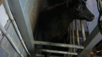 A cow attempts to jump from the knockbox - Cows are stunned using a rifle in a knockbox. Hidden cameras captured cows attempting to jump from the knockbox, as well as crying out in pain and fear as they were shot multiple times. - Captured at Gretna Meatworks, Rosegarland TAS Australia.