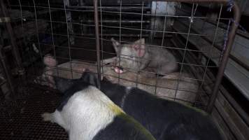 Pigs in holding pens - Pigs and other animals will often communicate and comfort each other in the holding pens, the night before they are killed - Captured at Gretna Meatworks, Rosegarland TAS Australia.