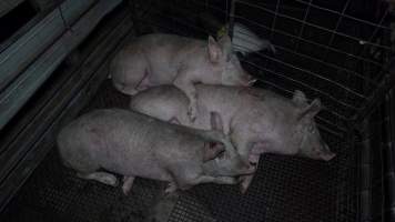 Pigs cuddle in the holding pens - Pigs and other animals will often communicate and comfort each other in the holding pens, the night before they are killed - Captured at Gretna Meatworks, Rosegarland TAS Australia.