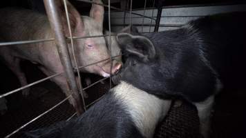 Pigs sniff noses in holding pens - Pigs and other animals will often communicate and comfort each other in the holding pens, the night before they are killed - Captured at Gretna Meatworks, Rosegarland TAS Australia.