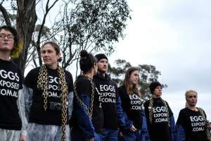 Hatchery lockdown action - In July 2016, 100 activists from across the country converged on the facility in Huntly, Victoria, with 21 entering the hatchery by surprise and halting operations for two hours in an effort to draw further public attention to the inherent cruelty of the egg industry. Over 150 male chicks - some just seconds from being killed - were rescued and are now living out their lives, happily and healthily, with experienced carers. - Captured at SBA Hatchery, Bagshot VIC Australia.