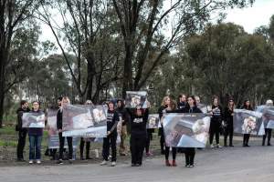 Hatchery lockdown action - In July 2016, 100 activists from across the country converged on the facility in Huntly, Victoria, with 21 entering the hatchery by surprise and halting operations for two hours in an effort to draw further public attention to the inherent cruelty of the egg industry. Over 150 male chicks - some just seconds from being killed - were rescued and are now living out their lives, happily and healthily, with experienced carers. - Captured at SBA Hatchery, Bagshot VIC Australia.