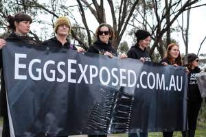 Hatchery lockdown action - In July 2016, 100 activists from across the country converged on the facility in Huntly, Victoria, with 21 entering the hatchery by surprise and halting operations for two hours in an effort to draw further public attention to the inherent cruelty of the egg industry. Over 150 male chicks - some just seconds from being killed - were rescued and are now living out their lives, happily and healthily, with experienced carers. - Captured at SBA Hatchery, Bagshot VIC Australia.