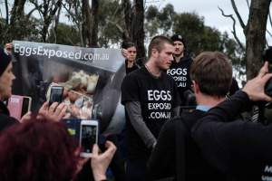 Hatchery lockdown action - In July 2016, 100 activists from across the country converged on the facility in Huntly, Victoria, with 21 entering the hatchery by surprise and halting operations for two hours in an effort to draw further public attention to the inherent cruelty of the egg industry. Over 150 male chicks - some just seconds from being killed - were rescued and are now living out their lives, happily and healthily, with experienced carers. - Captured at SBA Hatchery, Bagshot VIC Australia.