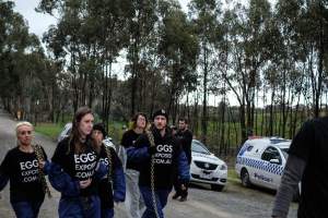 Hatchery lockdown action - In July 2016, 100 activists from across the country converged on the facility in Huntly, Victoria, with 21 entering the hatchery by surprise and halting operations for two hours in an effort to draw further public attention to the inherent cruelty of the egg industry. Over 150 male chicks - some just seconds from being killed - were rescued and are now living out their lives, happily and healthily, with experienced carers. - Captured at SBA Hatchery, Bagshot VIC Australia.