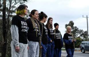 Hatchery lockdown action - In July 2016, 100 activists from across the country converged on the facility in Huntly, Victoria, with 21 entering the hatchery by surprise and halting operations for two hours in an effort to draw further public attention to the inherent cruelty of the egg industry. Over 150 male chicks - some just seconds from being killed - were rescued and are now living out their lives, happily and healthily, with experienced carers. - Captured at SBA Hatchery, Bagshot VIC Australia.