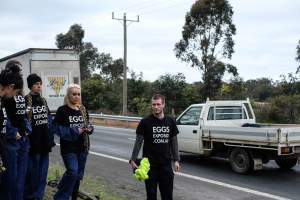 Hatchery lockdown action - In July 2016, 100 activists from across the country converged on the facility in Huntly, Victoria, with 21 entering the hatchery by surprise and halting operations for two hours in an effort to draw further public attention to the inherent cruelty of the egg industry. Over 150 male chicks - some just seconds from being killed - were rescued and are now living out their lives, happily and healthily, with experienced carers. - Captured at SBA Hatchery, Bagshot VIC Australia.