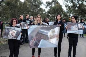 Hatchery lockdown action - In July 2016, 100 activists from across the country converged on the facility in Huntly, Victoria, with 21 entering the hatchery by surprise and halting operations for two hours in an effort to draw further public attention to the inherent cruelty of the egg industry. Over 150 male chicks - some just seconds from being killed - were rescued and are now living out their lives, happily and healthily, with experienced carers. - Captured at SBA Hatchery, Bagshot VIC Australia.