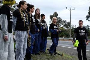 Hatchery lockdown action - In July 2016, 100 activists from across the country converged on the facility in Huntly, Victoria, with 21 entering the hatchery by surprise and halting operations for two hours in an effort to draw further public attention to the inherent cruelty of the egg industry. Over 150 male chicks - some just seconds from being killed - were rescued and are now living out their lives, happily and healthily, with experienced carers. - Captured at SBA Hatchery, Bagshot VIC Australia.