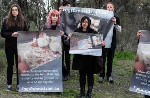 Hatchery lockdown action - In July 2016, 100 activists from across the country converged on the facility in Huntly, Victoria, with 21 entering the hatchery by surprise and halting operations for two hours in an effort to draw further public attention to the inherent cruelty of the egg industry. Over 150 male chicks - some just seconds from being killed - were rescued and are now living out their lives, happily and healthily, with experienced carers. - Captured at SBA Hatchery, Bagshot VIC Australia.