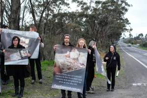 Hatchery lockdown action - In July 2016, 100 activists from across the country converged on the facility in Huntly, Victoria, with 21 entering the hatchery by surprise and halting operations for two hours in an effort to draw further public attention to the inherent cruelty of the egg industry. Over 150 male chicks - some just seconds from being killed - were rescued and are now living out their lives, happily and healthily, with experienced carers. - Captured at SBA Hatchery, Bagshot VIC Australia.