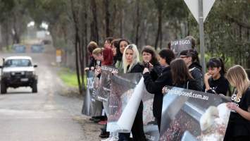 Hatchery lockdown action - In July 2016, 100 activists from across the country converged on the facility in Huntly, Victoria, with 21 entering the hatchery by surprise and halting operations for two hours in an effort to draw further public attention to the inherent cruelty of the egg industry. Over 150 male chicks - some just seconds from being killed - were rescued and are now living out their lives, happily and healthily, with experienced carers.
Photos captured by the Bendigo Advertiser. - Captured at SBA Hatchery, Bagshot VIC Australia.