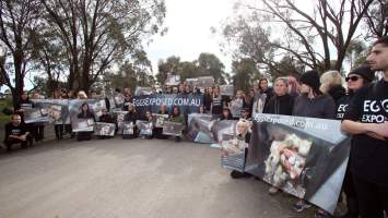 Hatchery lockdown action - In July 2016, 100 activists from across the country converged on the facility in Huntly, Victoria, with 21 entering the hatchery by surprise and halting operations for two hours in an effort to draw further public attention to the inherent cruelty of the egg industry. Over 150 male chicks - some just seconds from being killed - were rescued and are now living out their lives, happily and healthily, with experienced carers. 

Photos captured by the Bendigo Advertiser. - Captured at SBA Hatchery, Bagshot VIC Australia.