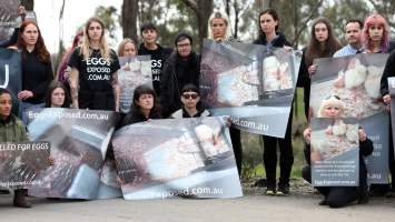 Hatchery lockdown action - In July 2016, 100 activists from across the country converged on the facility in Huntly, Victoria, with 21 entering the hatchery by surprise and halting operations for two hours in an effort to draw further public attention to the inherent cruelty of the egg industry. Over 150 male chicks - some just seconds from being killed - were rescued and are now living out their lives, happily and healthily, with experienced carers. 

Photos captured by the Bendigo Advertiser. - Captured at SBA Hatchery, Bagshot VIC Australia.