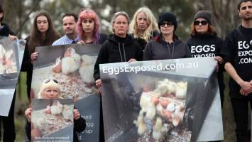 Hatchery lockdown action - In July 2016, 100 activists from across the country converged on the facility in Huntly, Victoria, with 21 entering the hatchery by surprise and halting operations for two hours in an effort to draw further public attention to the inherent cruelty of the egg industry. Over 150 male chicks - some just seconds from being killed - were rescued and are now living out their lives, happily and healthily, with experienced carers.
Photos captured by the Bendigo Advertiser. - Captured at SBA Hatchery, Bagshot VIC Australia.