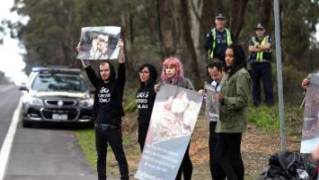 Hatchery lockdown action - In July 2016, 100 activists from across the country converged on the facility in Huntly, Victoria, with 21 entering the hatchery by surprise and halting operations for two hours in an effort to draw further public attention to the inherent cruelty of the egg industry. Over 150 male chicks - some just seconds from being killed - were rescued and are now living out their lives, happily and healthily, with experienced carers.
Photos captured by the Bendigo Advertiser. - Captured at SBA Hatchery, Bagshot VIC Australia.