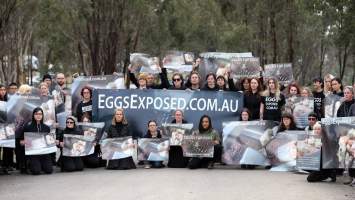 Hatchery lockdown action - In July 2016, 100 activists from across the country converged on the facility in Huntly, Victoria, with 21 entering the hatchery by surprise and halting operations for two hours in an effort to draw further public attention to the inherent cruelty of the egg industry. Over 150 male chicks - some just seconds from being killed - were rescued and are now living out their lives, happily and healthily, with experienced carers.
Photos captured by the Bendigo Advertiser. - Captured at SBA Hatchery, Bagshot VIC Australia.