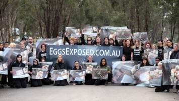 Hatchery lockdown action - In July 2016, 100 activists from across the country converged on the facility in Huntly, Victoria, with 21 entering the hatchery by surprise and halting operations for two hours in an effort to draw further public attention to the inherent cruelty of the egg industry. Over 150 male chicks - some just seconds from being killed - were rescued and are now living out their lives, happily and healthily, with experienced carers. 

Photos captured by the Bendigo Advertiser. - Captured at SBA Hatchery, Bagshot VIC Australia.