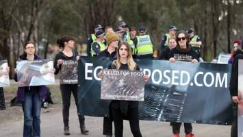 Hatchery lockdown action - In July 2016, 100 activists from across the country converged on the facility in Huntly, Victoria, with 21 entering the hatchery by surprise and halting operations for two hours in an effort to draw further public attention to the inherent cruelty of the egg industry. Over 150 male chicks - some just seconds from being killed - were rescued and are now living out their lives, happily and healthily, with experienced carers. 

Photos captured by the Bendigo Advertiser. - Captured at SBA Hatchery, Bagshot VIC Australia.