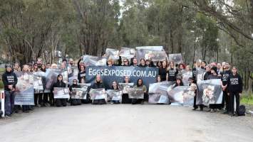 Hatchery lockdown action - In July 2016, 100 activists from across the country converged on the facility in Huntly, Victoria, with 21 entering the hatchery by surprise and halting operations for two hours in an effort to draw further public attention to the inherent cruelty of the egg industry. Over 150 male chicks - some just seconds from being killed - were rescued and are now living out their lives, happily and healthily, with experienced carers.
Photos captured by the Bendigo Advertiser. - Captured at SBA Hatchery, Bagshot VIC Australia.