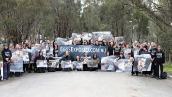 Hatchery lockdown action - In July 2016, 100 activists from across the country converged on the facility in Huntly, Victoria, with 21 entering the hatchery by surprise and halting operations for two hours in an effort to draw further public attention to the inherent cruelty of the egg industry. Over 150 male chicks - some just seconds from being killed - were rescued and are now living out their lives, happily and healthily, with experienced carers. 

Photos captured by the Bendigo Advertiser. - Captured at SBA Hatchery, Bagshot VIC Australia.