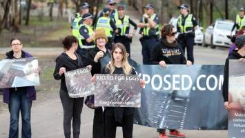 Hatchery lockdown action - In July 2016, 100 activists from across the country converged on the facility in Huntly, Victoria, with 21 entering the hatchery by surprise and halting operations for two hours in an effort to draw further public attention to the inherent cruelty of the egg industry. Over 150 male chicks - some just seconds from being killed - were rescued and are now living out their lives, happily and healthily, with experienced carers. 

Photos captured by the Bendigo Advertiser. - Captured at SBA Hatchery, Bagshot VIC Australia.