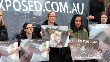 Hatchery lockdown action - In July 2016, 100 activists from across the country converged on the facility in Huntly, Victoria, with 21 entering the hatchery by surprise and halting operations for two hours in an effort to draw further public attention to the inherent cruelty of the egg industry. Over 150 male chicks - some just seconds from being killed - were rescued and are now living out their lives, happily and healthily, with experienced carers.
Photos captured by the Bendigo Advertiser. - Captured at SBA Hatchery, Bagshot VIC Australia.