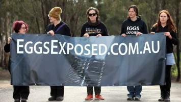 Hatchery lockdown action - In July 2016, 100 activists from across the country converged on the facility in Huntly, Victoria, with 21 entering the hatchery by surprise and halting operations for two hours in an effort to draw further public attention to the inherent cruelty of the egg industry. Over 150 male chicks - some just seconds from being killed - were rescued and are now living out their lives, happily and healthily, with experienced carers.
Photos captured by the Bendigo Advertiser. - Captured at SBA Hatchery, Bagshot VIC Australia.