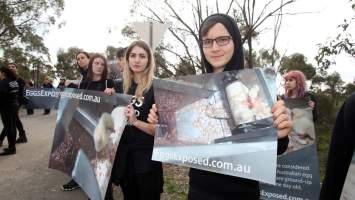 Hatchery lockdown action - In July 2016, 100 activists from across the country converged on the facility in Huntly, Victoria, with 21 entering the hatchery by surprise and halting operations for two hours in an effort to draw further public attention to the inherent cruelty of the egg industry. Over 150 male chicks - some just seconds from being killed - were rescued and are now living out their lives, happily and healthily, with experienced carers.
Photos captured by the Bendigo Advertiser. - Captured at SBA Hatchery, Bagshot VIC Australia.
