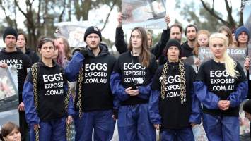 Hatchery lockdown action - In July 2016, 100 activists from across the country converged on the facility in Huntly, Victoria, with 21 entering the hatchery by surprise and halting operations for two hours in an effort to draw further public attention to the inherent cruelty of the egg industry. Over 150 male chicks - some just seconds from being killed - were rescued and are now living out their lives, happily and healthily, with experienced carers.
Photos captured by the Bendigo Advertiser. - Captured at SBA Hatchery, Bagshot VIC Australia.