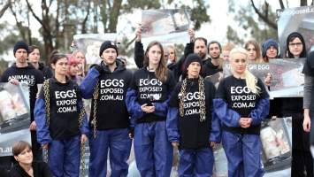 Hatchery lockdown action - In July 2016, 100 activists from across the country converged on the facility in Huntly, Victoria, with 21 entering the hatchery by surprise and halting operations for two hours in an effort to draw further public attention to the inherent cruelty of the egg industry. Over 150 male chicks - some just seconds from being killed - were rescued and are now living out their lives, happily and healthily, with experienced carers. 

Photos captured by the Bendigo Advertiser. - Captured at SBA Hatchery, Bagshot VIC Australia.