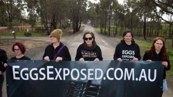 Hatchery lockdown action - In July 2016, 100 activists from across the country converged on the facility in Huntly, Victoria, with 21 entering the hatchery by surprise and halting operations for two hours in an effort to draw further public attention to the inherent cruelty of the egg industry. Over 150 male chicks - some just seconds from being killed - were rescued and are now living out their lives, happily and healthily, with experienced carers. 

Photos captured by the Bendigo Advertiser. - Captured at SBA Hatchery, Bagshot VIC Australia.