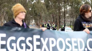 Hatchery lockdown action - In July 2016, 100 activists from across the country converged on the facility in Huntly, Victoria, with 21 entering the hatchery by surprise and halting operations for two hours in an effort to draw further public attention to the inherent cruelty of the egg industry. Over 150 male chicks - some just seconds from being killed - were rescued and are now living out their lives, happily and healthily, with experienced carers.
Photos captured by the Bendigo Advertiser. - Captured at SBA Hatchery, Bagshot VIC Australia.