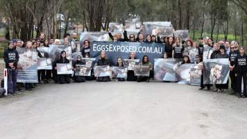 Hatchery lockdown action - In July 2016, 100 activists from across the country converged on the facility in Huntly, Victoria, with 21 entering the hatchery by surprise and halting operations for two hours in an effort to draw further public attention to the inherent cruelty of the egg industry. Over 150 male chicks - some just seconds from being killed - were rescued and are now living out their lives, happily and healthily, with experienced carers.
Photos captured by the Bendigo Advertiser. - Captured at SBA Hatchery, Bagshot VIC Australia.