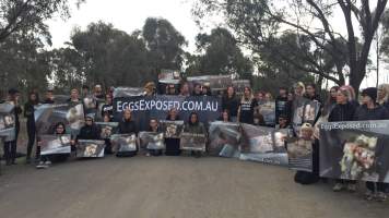 Hatchery lockdown action - In July 2016, 100 activists from across the country converged on the facility in Huntly, Victoria, with 21 entering the hatchery by surprise and halting operations for two hours in an effort to draw further public attention to the inherent cruelty of the egg industry. Over 150 male chicks - some just seconds from being killed - were rescued and are now living out their lives, happily and healthily, with experienced carers. 

Photos captured by the Bendigo Advertiser. - Captured at SBA Hatchery, Bagshot VIC Australia.