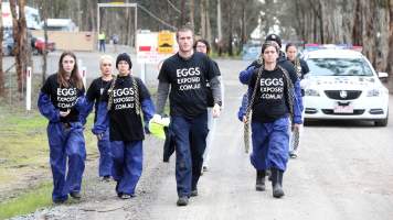 Hatchery lockdown action - In July 2016, 100 activists from across the country converged on the facility in Huntly, Victoria, with 21 entering the hatchery by surprise and halting operations for two hours in an effort to draw further public attention to the inherent cruelty of the egg industry. Over 150 male chicks - some just seconds from being killed - were rescued and are now living out their lives, happily and healthily, with experienced carers.
Photos captured by the Bendigo Advertiser. - Captured at SBA Hatchery, Bagshot VIC Australia.