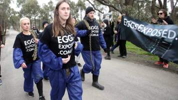 Hatchery lockdown action - In July 2016, 100 activists from across the country converged on the facility in Huntly, Victoria, with 21 entering the hatchery by surprise and halting operations for two hours in an effort to draw further public attention to the inherent cruelty of the egg industry. Over 150 male chicks - some just seconds from being killed - were rescued and are now living out their lives, happily and healthily, with experienced carers.
Photos captured by the Bendigo Advertiser. - Captured at SBA Hatchery, Bagshot VIC Australia.