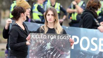 Hatchery lockdown action - In July 2016, 100 activists from across the country converged on the facility in Huntly, Victoria, with 21 entering the hatchery by surprise and halting operations for two hours in an effort to draw further public attention to the inherent cruelty of the egg industry. Over 150 male chicks - some just seconds from being killed - were rescued and are now living out their lives, happily and healthily, with experienced carers. 

Photos captured by the Bendigo Advertiser. - Captured at SBA Hatchery, Bagshot VIC Australia.