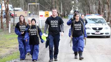 Hatchery lockdown action - In July 2016, 100 activists from across the country converged on the facility in Huntly, Victoria, with 21 entering the hatchery by surprise and halting operations for two hours in an effort to draw further public attention to the inherent cruelty of the egg industry. Over 150 male chicks - some just seconds from being killed - were rescued and are now living out their lives, happily and healthily, with experienced carers.
Photos captured by the Bendigo Advertiser. - Captured at SBA Hatchery, Bagshot VIC Australia.