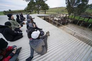 Activists occupy the rooftop of Strath Meats slaughterhouse - In September 2018, activists from Farm Transparency Project (then Aussie Farms) occupied the roof of Strath Meats in South Australia, a facility which featured heavily in Dominion. The action gained significant news coverage and shut down operations for a full day. Activists remained on the roof for 18 hours before coming down voluntarily after the slaughterhouse surrendered a sheep who would otherwise have been killed. - Captured at Strath Meats, Strathalbyn SA Australia.